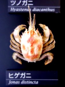 Jonas distincta - National Museum of Nature and Science, Tokyo - DSC06766