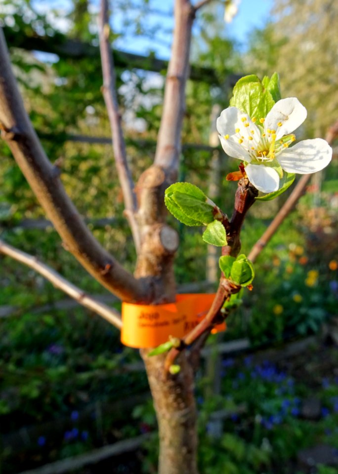 Jojo Plum tree flowers2