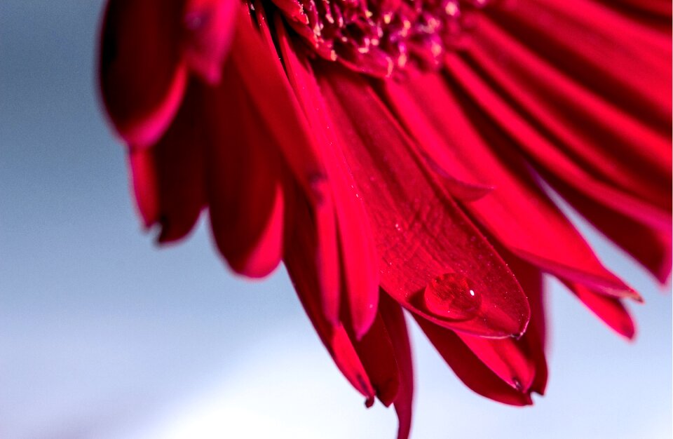 Bouquet macro nature