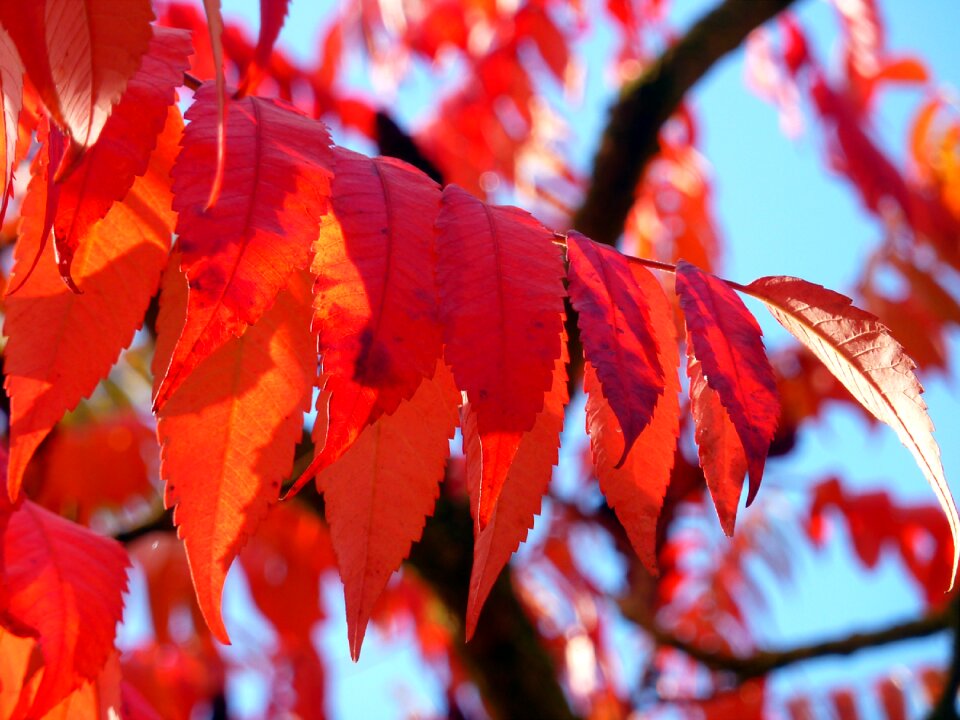 Leaves autumn colours colored