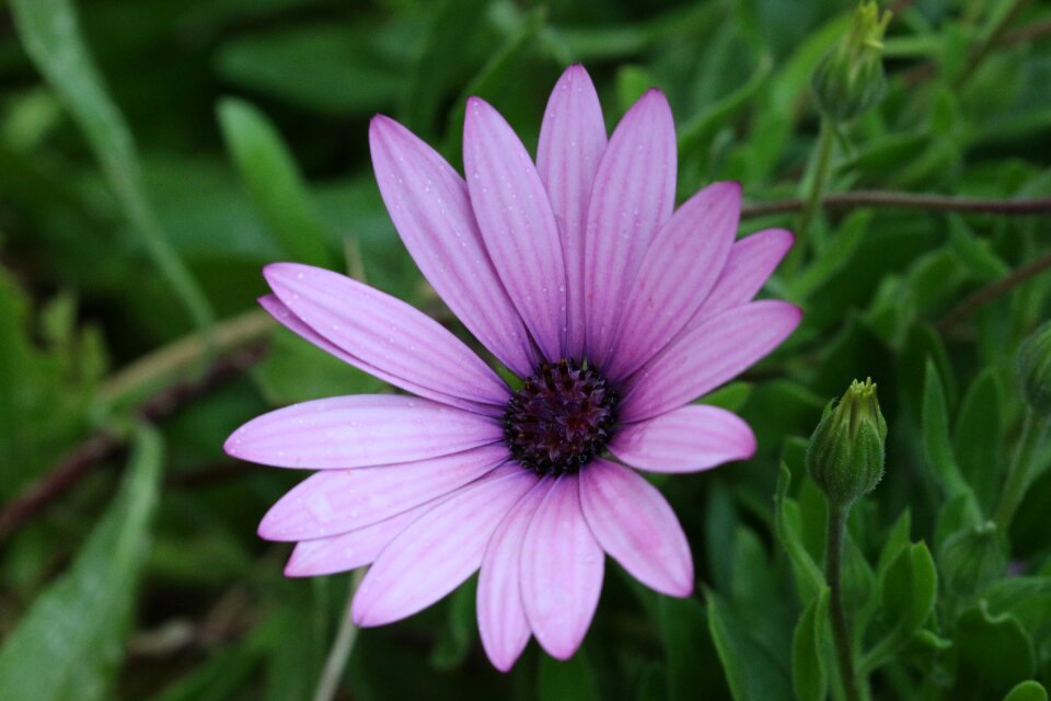 Plant nature flowers