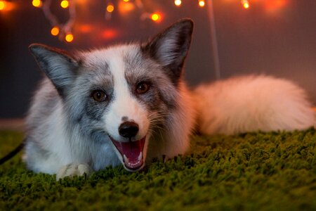 Animals fluffy mouth