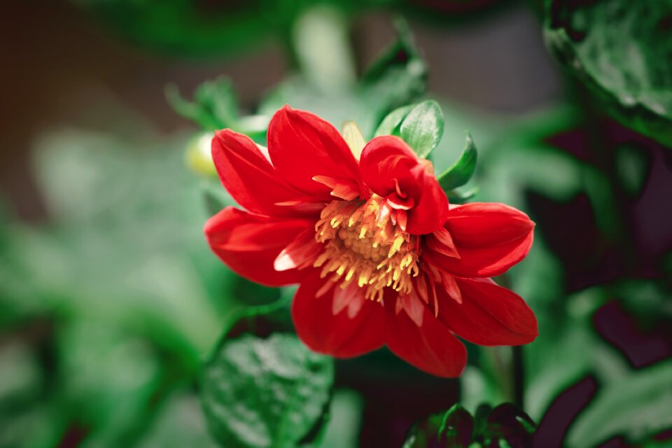 Orange summer garden
