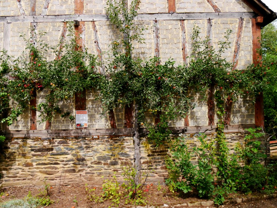 Jonathan Freilichtmuseum Roscheider Hof Ganzer Baum H3