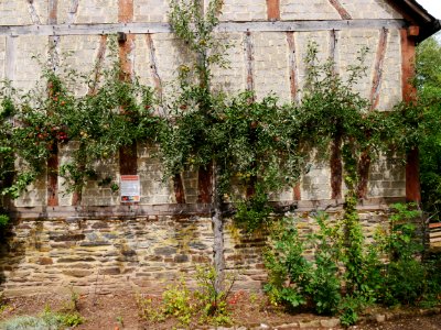 Jonathan Freilichtmuseum Roscheider Hof Ganzer Baum H3