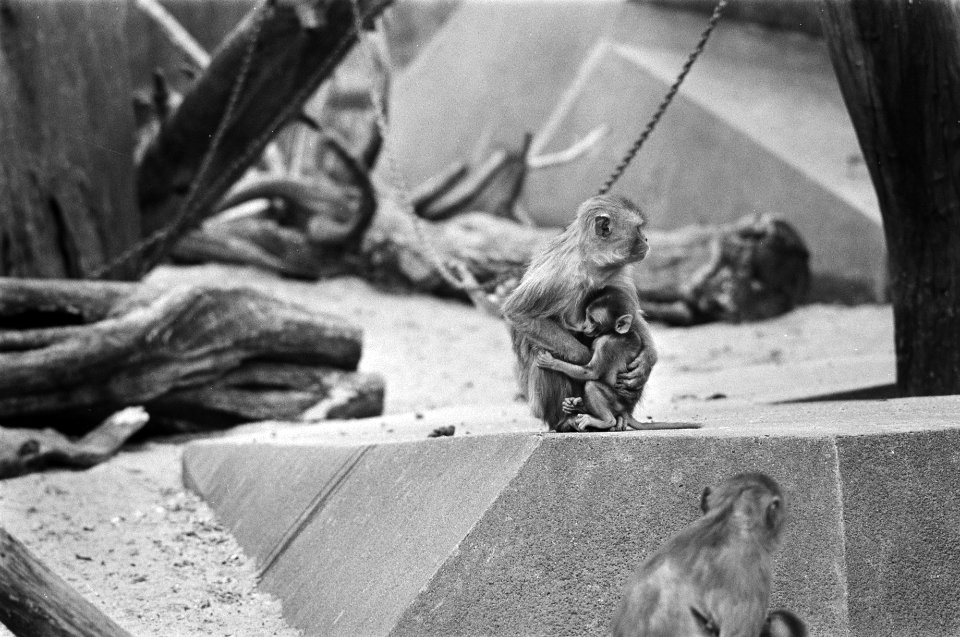 Jong leven in Artis, resusaap met jong, Bestanddeelnr 928-5746