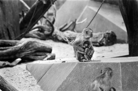 Jong leven in Artis, resusaap met jong, Bestanddeelnr 928-5746