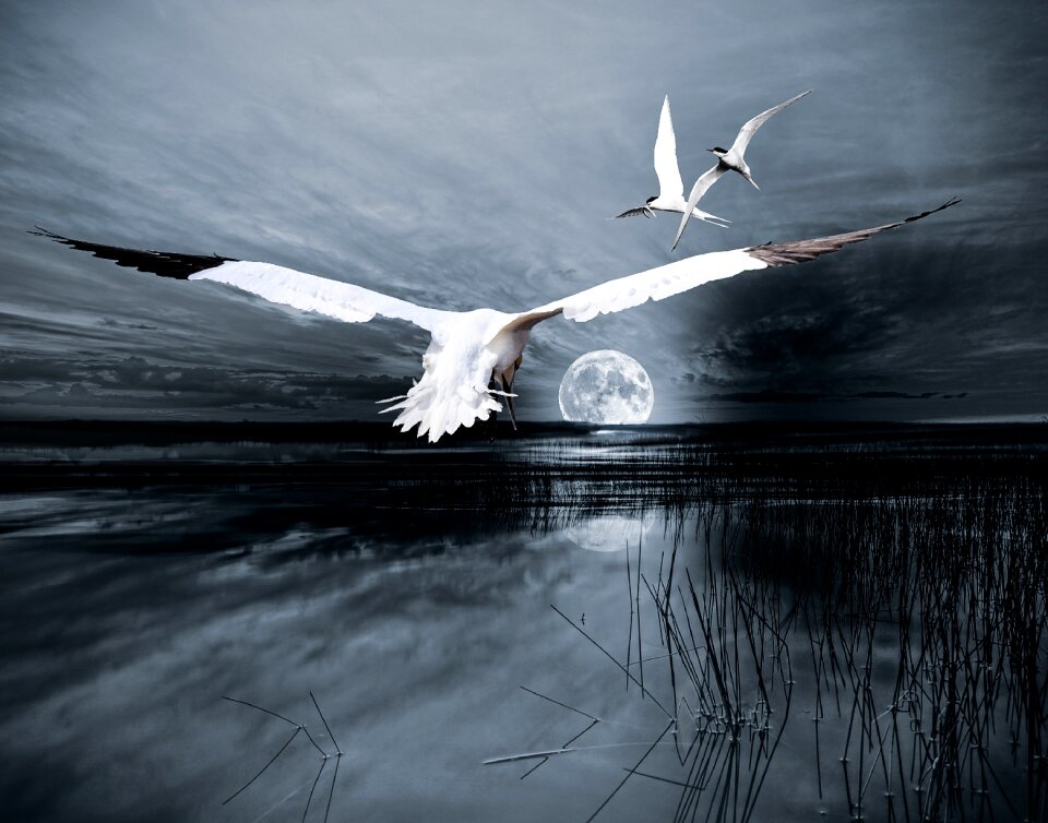 Birds lake atmospheric photo