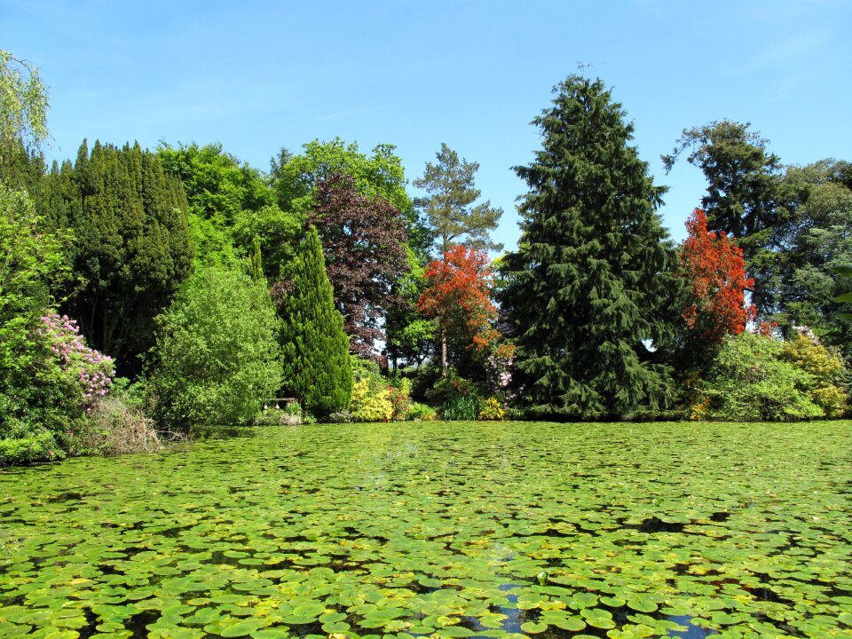 Green summer outdoor