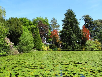 Green summer outdoor