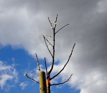 Jojo Plum tree photo