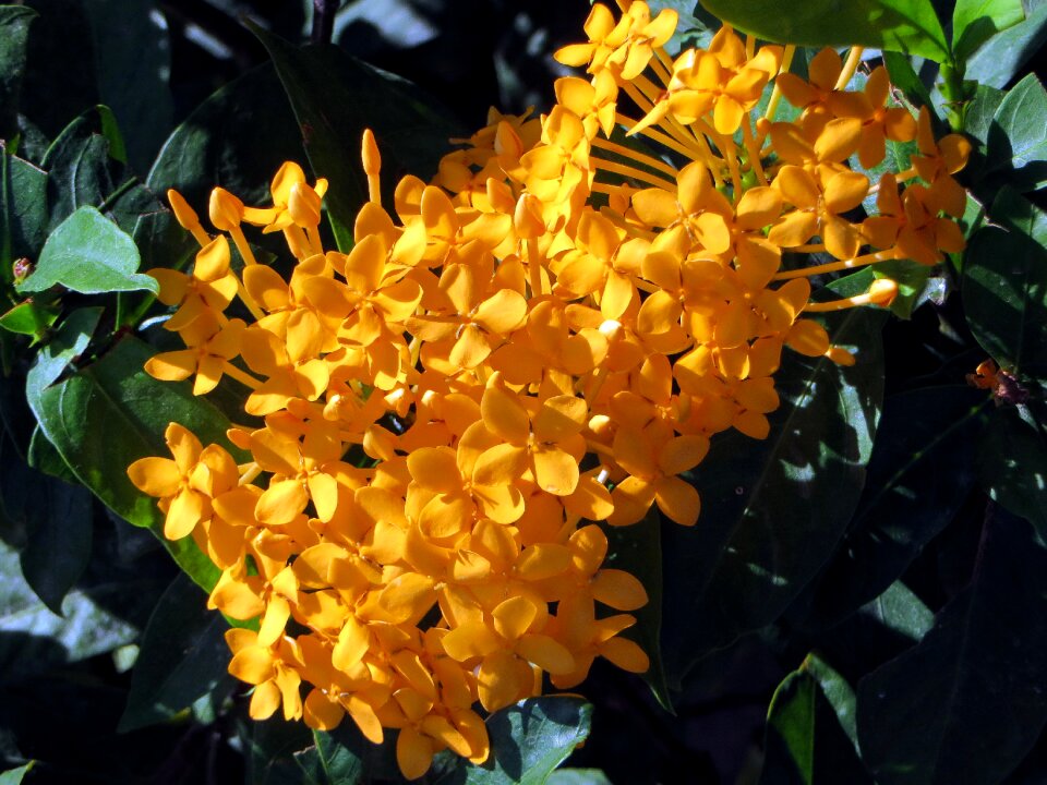 Yellow exotic yellow flower
