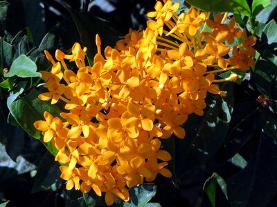 Yellow exotic yellow flower photo