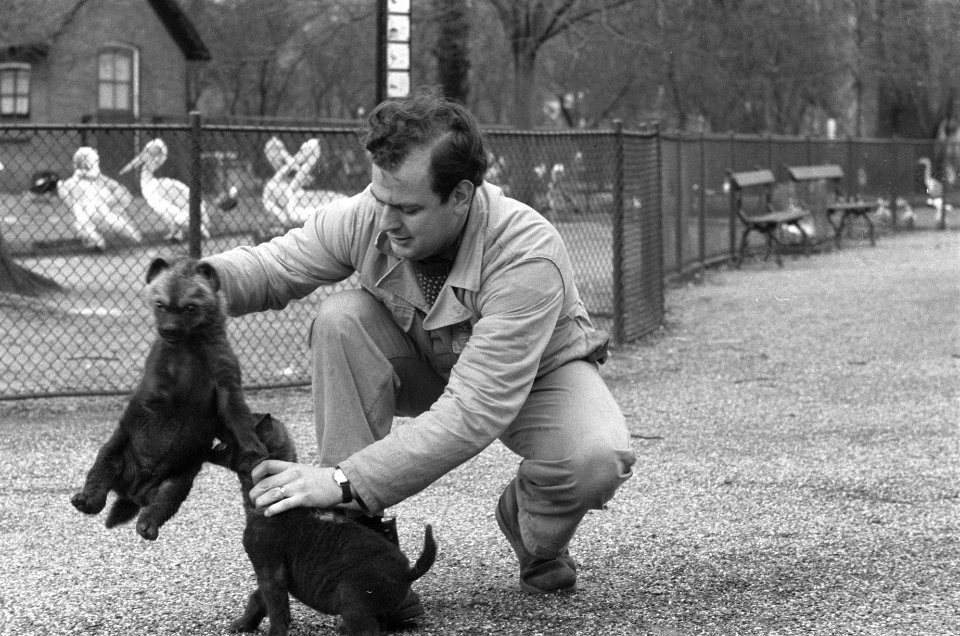 Jonge hyenas wandelen met oppasser in Artis, Bestanddeelnr 912-0653