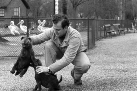 Jonge hyenas wandelen met oppasser in Artis, Bestanddeelnr 912-0653