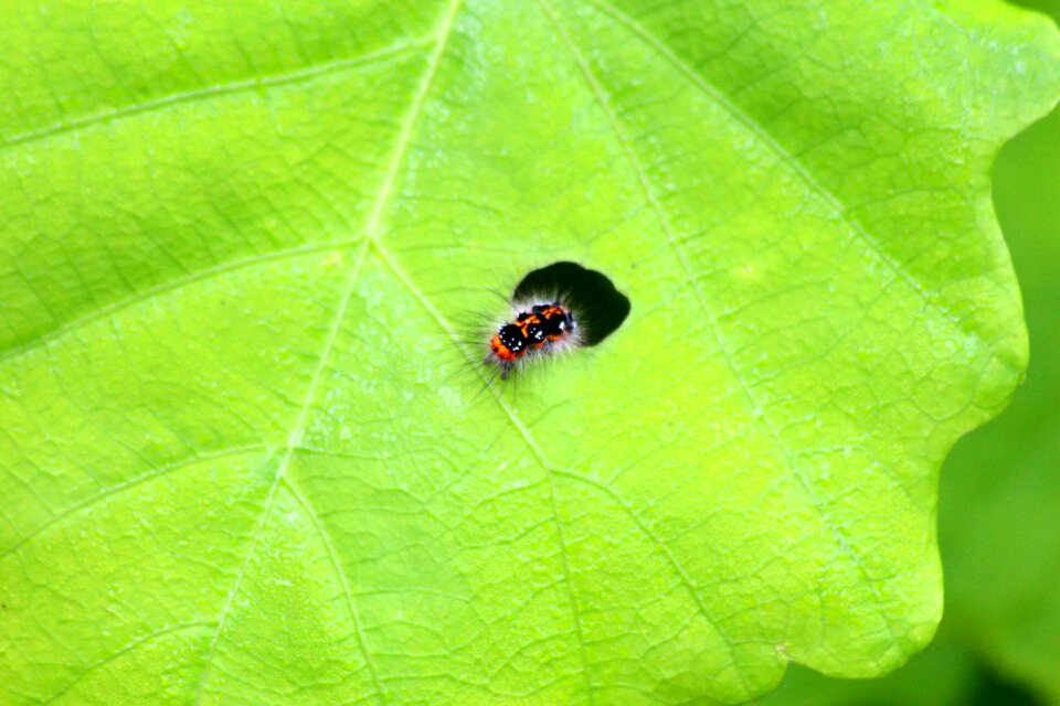 Sheet green leaf plant