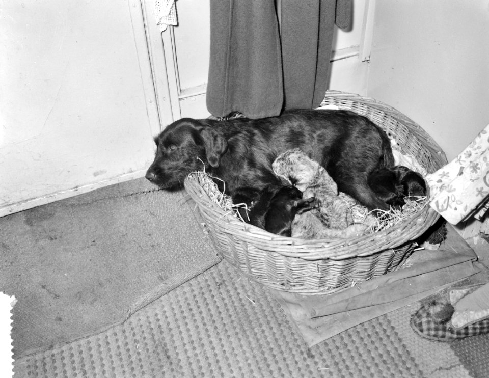 Jonge leeuwtjes bij Boltini bij hond, Bestanddeelnr 912-4324