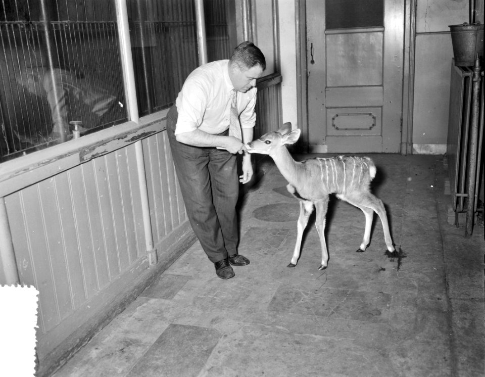 Jonge Koedoe in Artis, door moeder verlaten, Bestanddeelnr 908-1045