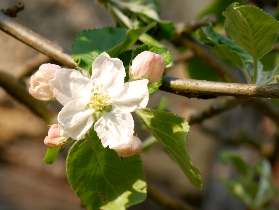 Jonathan Freilichtmuseum Roscheider Hof Blüte H8