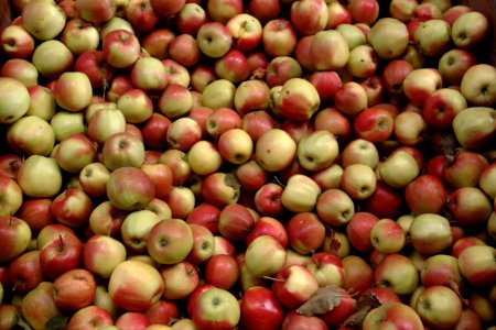 Jonagold (apple) 2