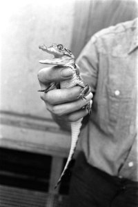 Jonge kaaimannen in Artis, een van de kaaimannen in de hand van oppasser, Bestanddeelnr 929-4314