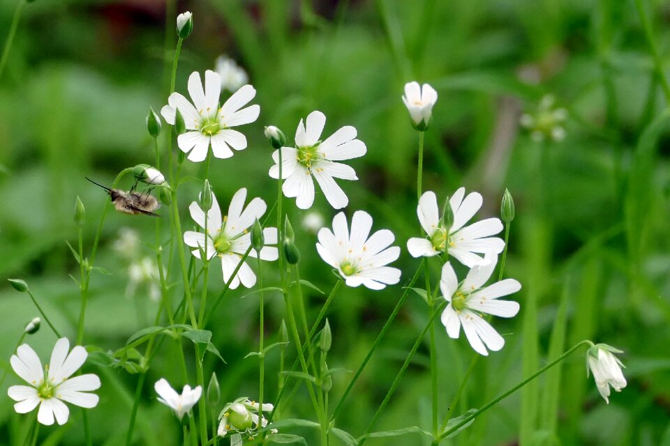 Wild bee insect forest