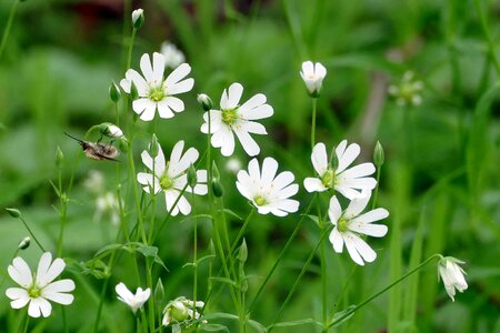 Wild bee insect forest