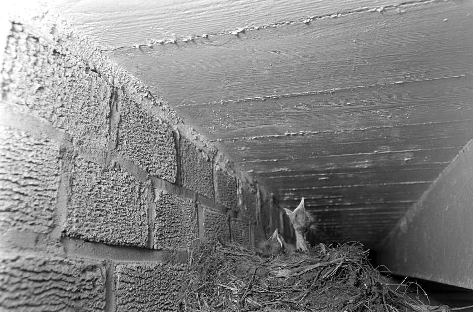 Jong vogeltje in nest, Bestanddeelnr 919-2331