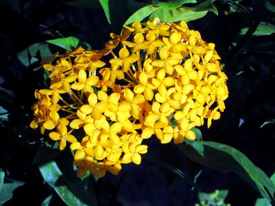 Exotic yellow flower pompom photo