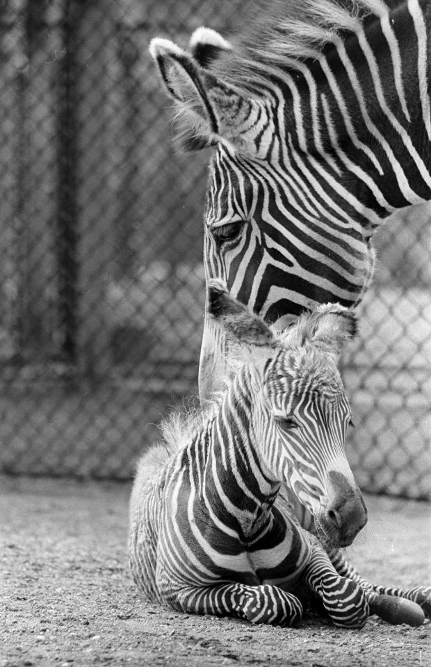 Jonge Grevys zebra van een week oud voor het eerst buiten in Artis, Bestanddeelnr 915-2000
