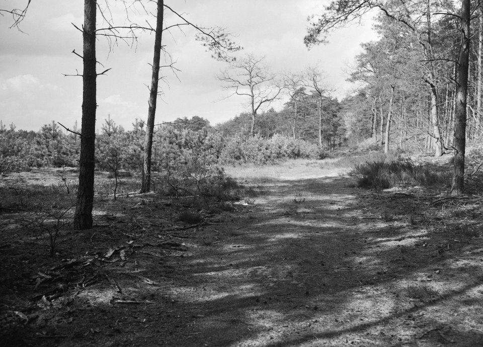 Jonge aanplant in een bos, Bestanddeelnr 165-0355