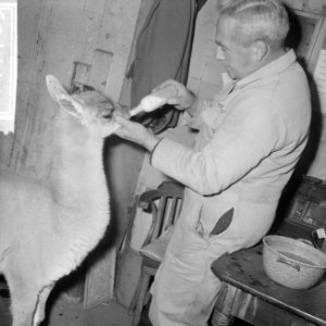 Jonge Guanaco (wilde lama) verstoten door moeder in Artis, Bestanddeelnr 914-7785