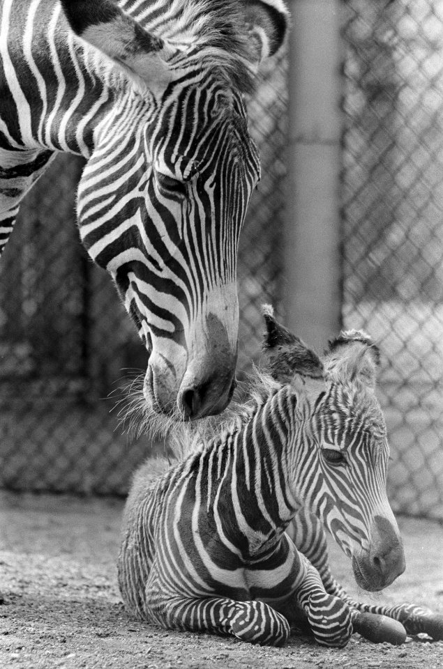 Jonge Grevys zebra van een week oud voor het eerst buiten in Artis, Bestanddeelnr 915-2002