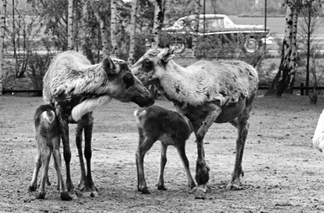 Jonge elandjes in Diergaarde Blijdorp, Bestanddeelnr 913-9574 photo