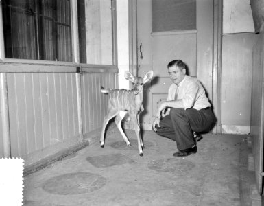 Jonge Koedoe in Artis, door moeder verlaten, Bestanddeelnr 908-1044