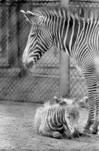 Jonge Grevys zebra van een week oud voor het eerst buiten in Artis, Bestanddeelnr 915-2003