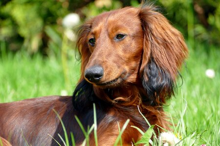Dachshund dachshund dog portrait photo