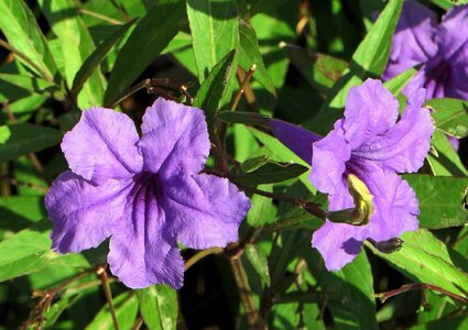 Violet exotic nature
