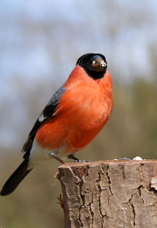 Nature red finch