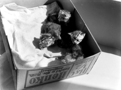 Jonge katjes in een doos, Bestanddeelnr 189-0294 photo