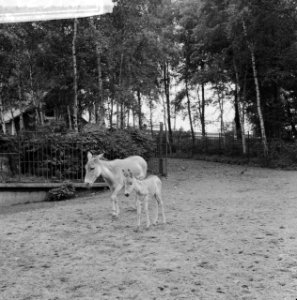 Jonge onager (halfezel) in Blijdorp met moeder, Bestanddeelnr 912-5798