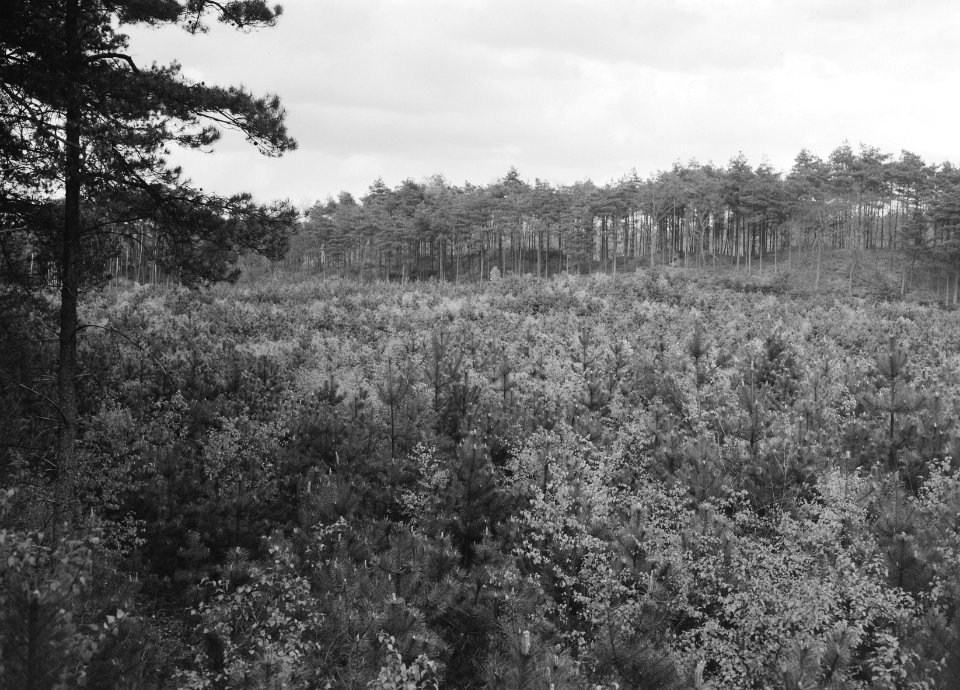 Jonge aanplant in een bos, Bestanddeelnr 165-0354