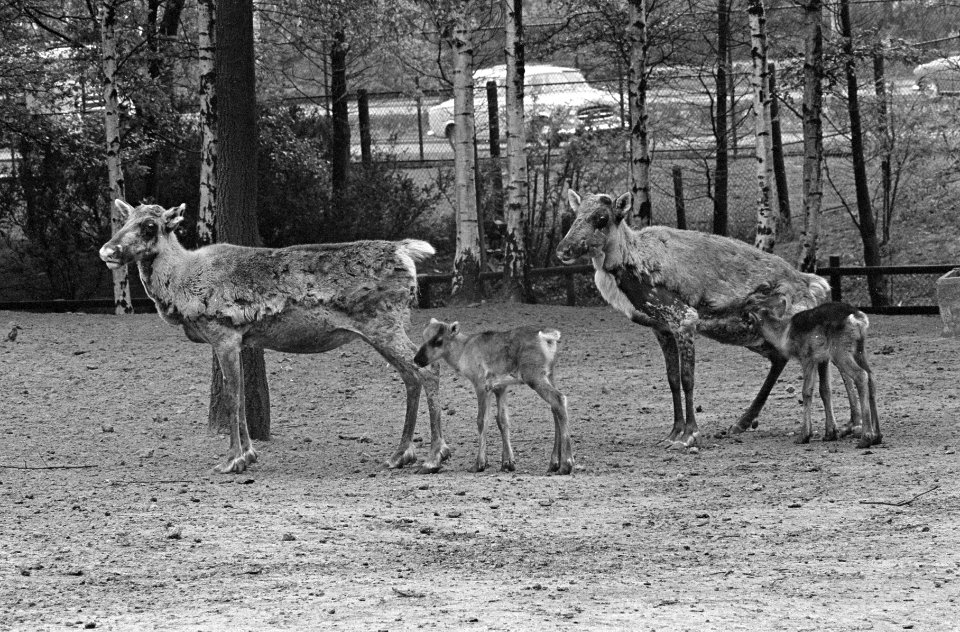 Jonge elandjes in Diergaarde Blijdorp, Bestanddeelnr 913-9575