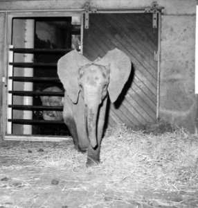 Jonge olifant in Blijdorp Bibi in zijn nieuwe omgeving, Bestanddeelnr 913-3526