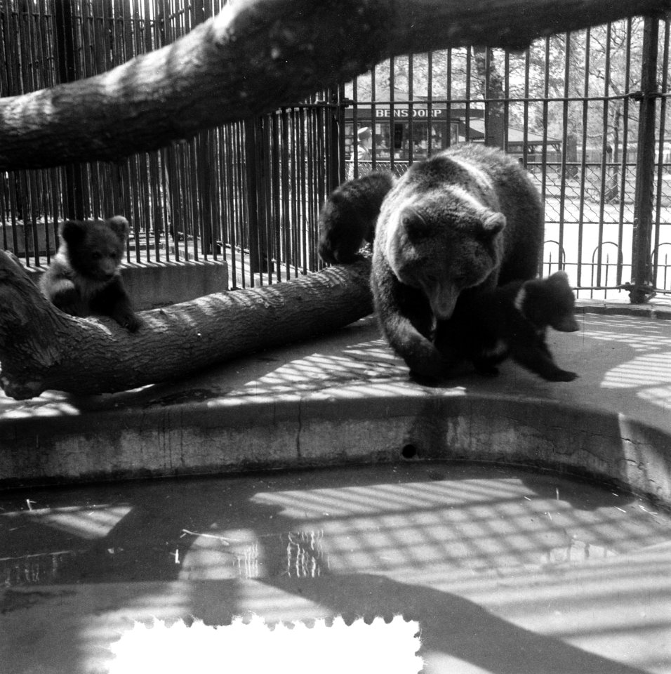 Jonge beertjes Artis, Bestanddeelnr 907-7662