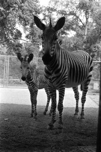 Jonge dieren in Artis, op 13 augustus geboren Bergzebra met moeder, Bestanddeelnr 926-6873