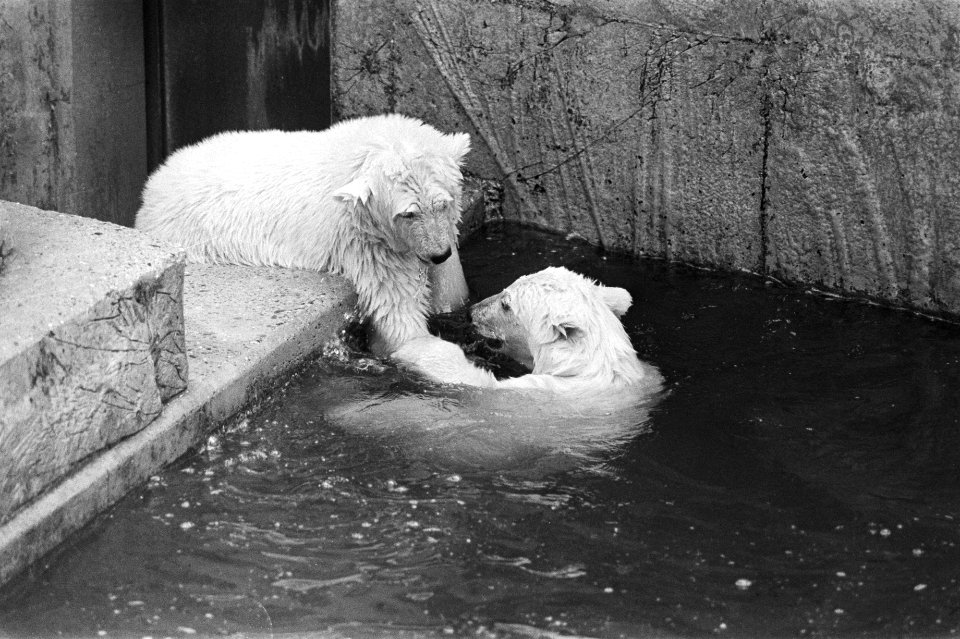 Jonge ijsberen in Artis, Bestanddeelnr 932-2596