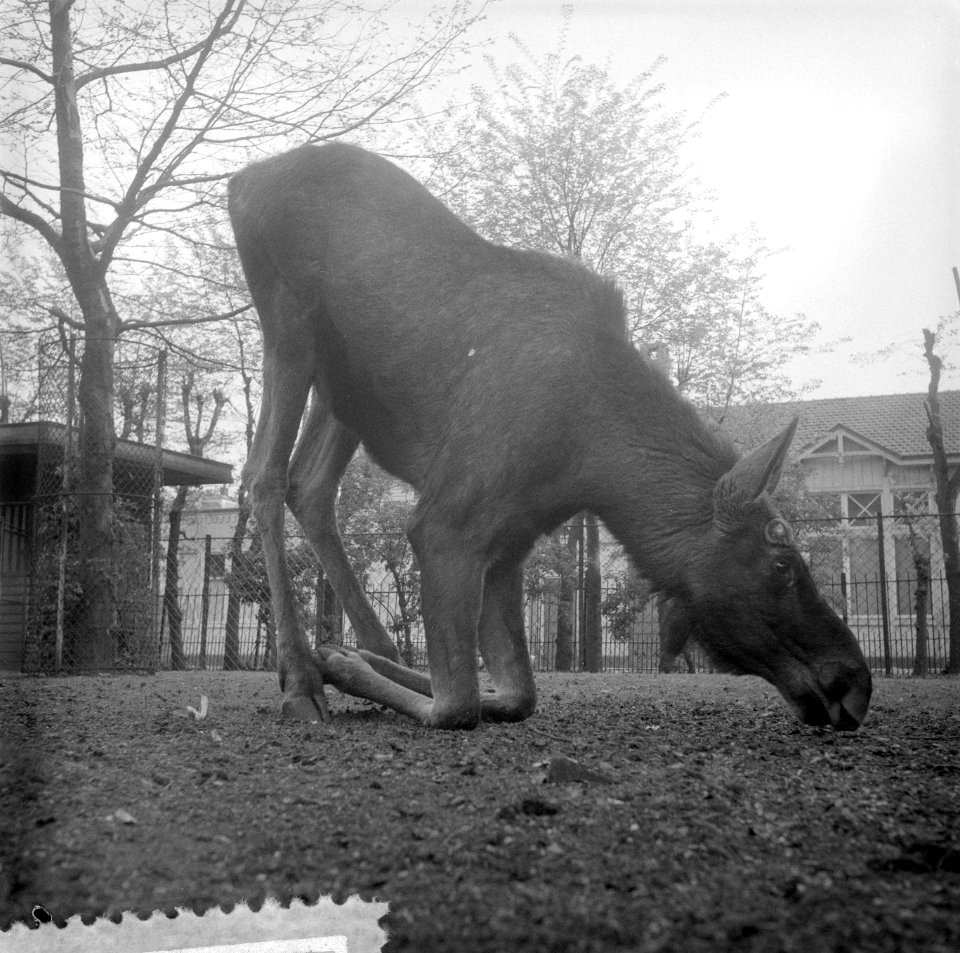 Jonge eland in Artis Amsterdam, Bestanddeelnr 908-5207