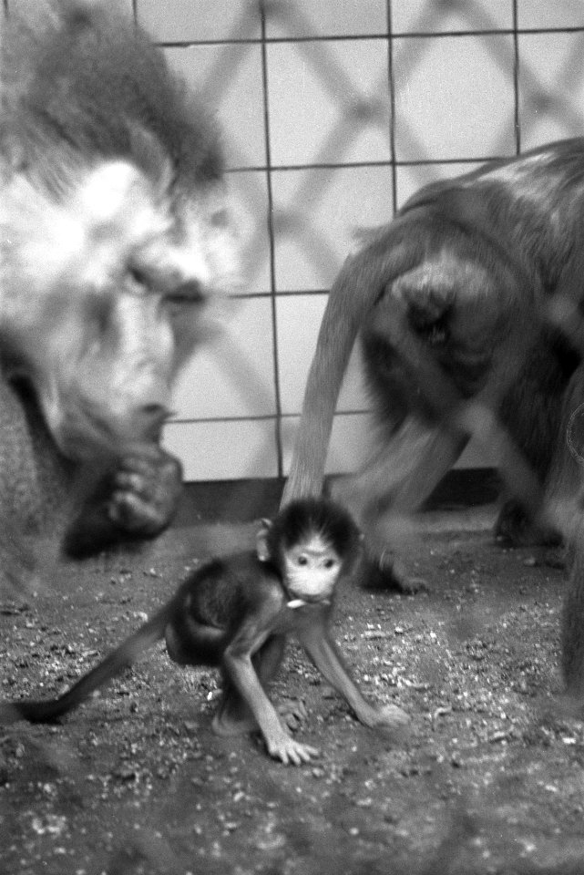 Jonge hyenas wandelen met oppasser in Artis, de op 1 januari jongstleden geboren, Bestanddeelnr 912-0654