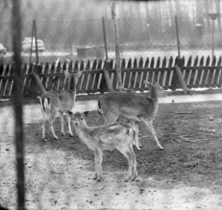 Jonge hertjes in Kralingse Bos, Bestanddeelnr 919-0067